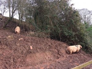 Pigs at the Newport Half marathon