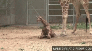 baby giraffe trying to walk gif